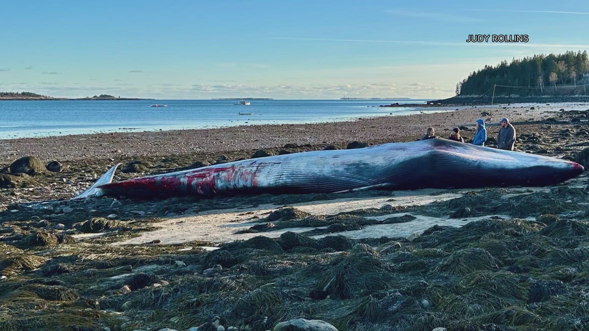 The whale showed no obvious signs of trauma or entanglement, Maine Marine Patrol spokesperson Jeff Nichols said.