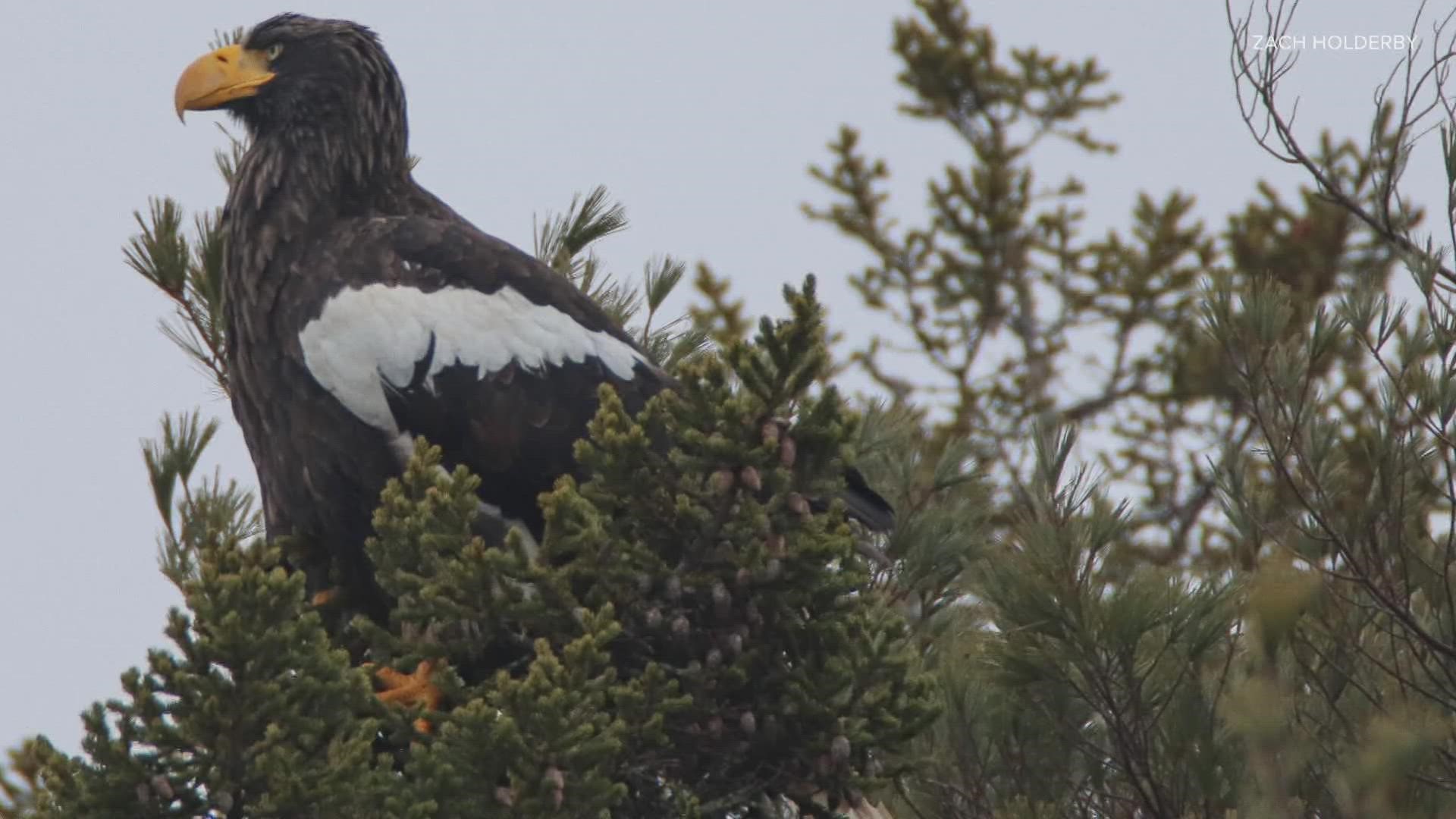 This Steller's Sea Eagle has been flying around North America since the summer of 2020 but has stayed in Maine for the longest amount of time.