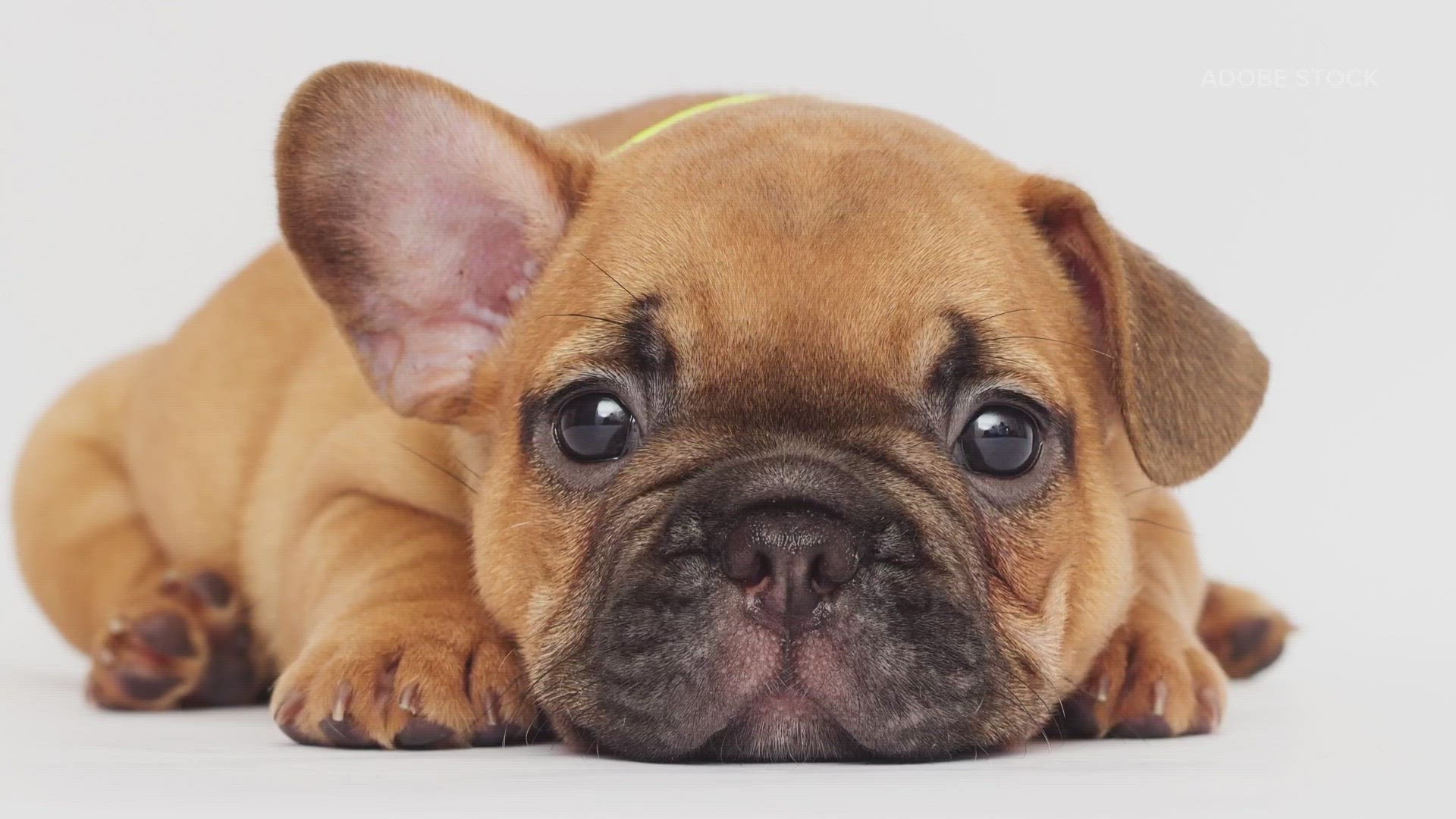The sturdy, push-faced, perky-eared, world-weary-looking and distinctively droll French bulldog became the nation's most prevalent purebred dog last year.