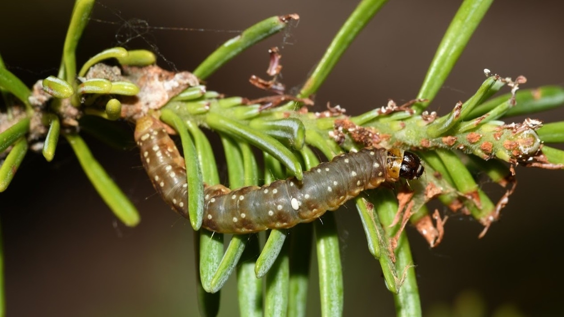 Maine receives $10M in federal funds to fight tree-killing pest