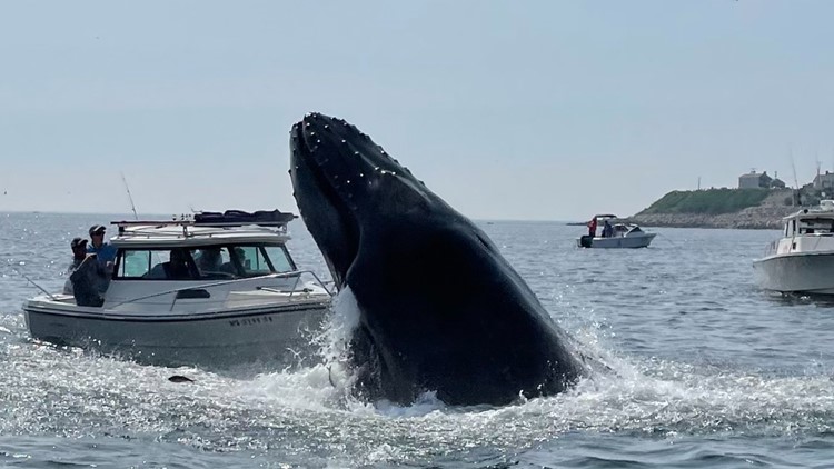 ‘It was insane!' | Whale lands on boat off New England coast