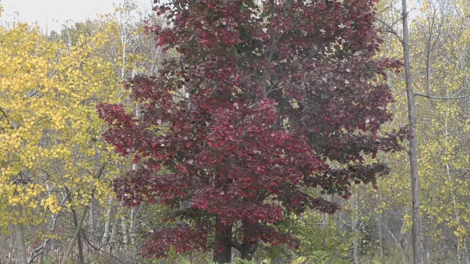 Bar Harbor Chamber of Commerce Executive Director Everal Eaton said more than 500,000 tourists visited Acadia National Park in October last year.