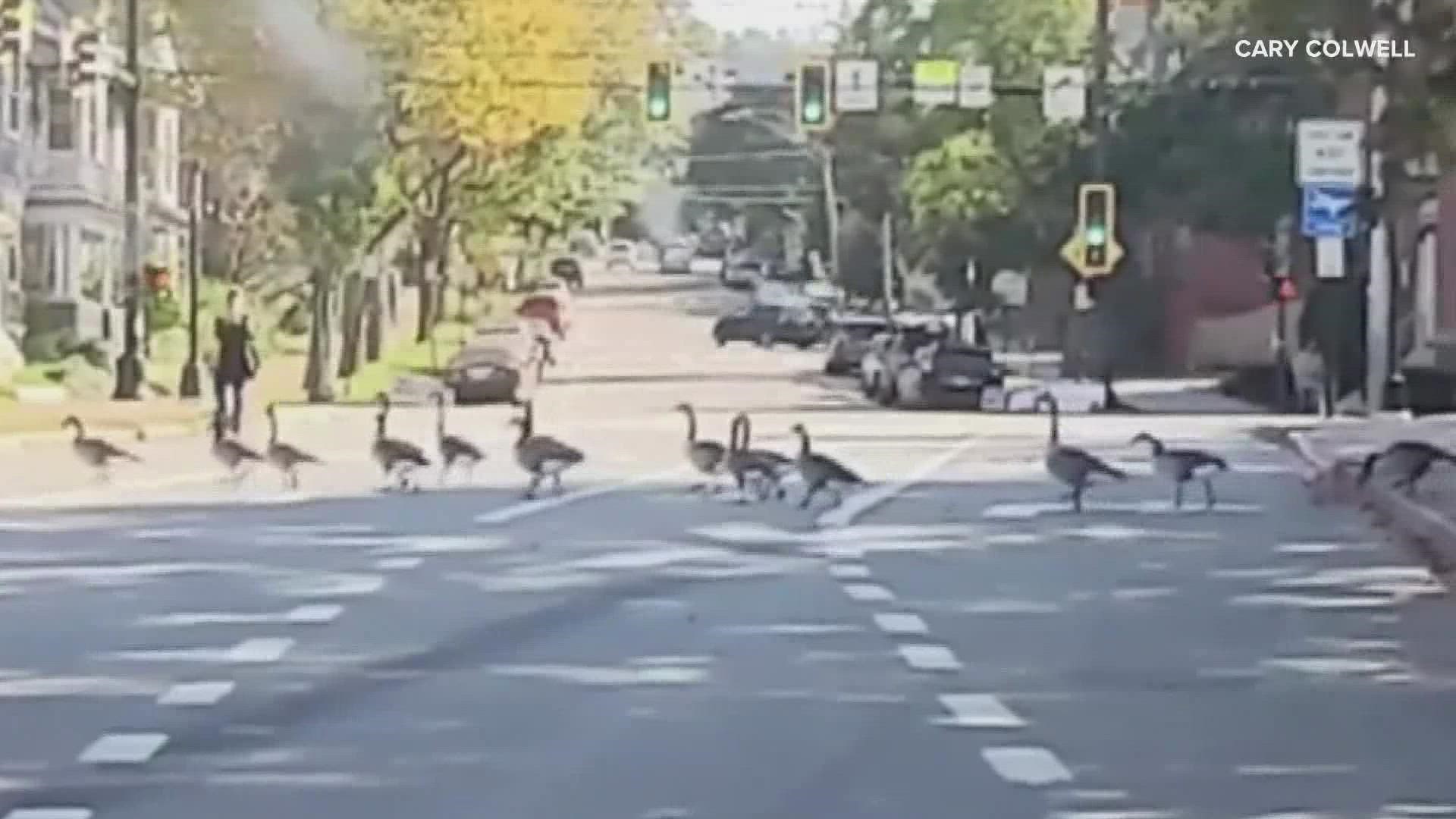 Silly goose! Get out of the road! These geese held up traffic on High Street in Portland Wednesday, but luckily they made it across safely.