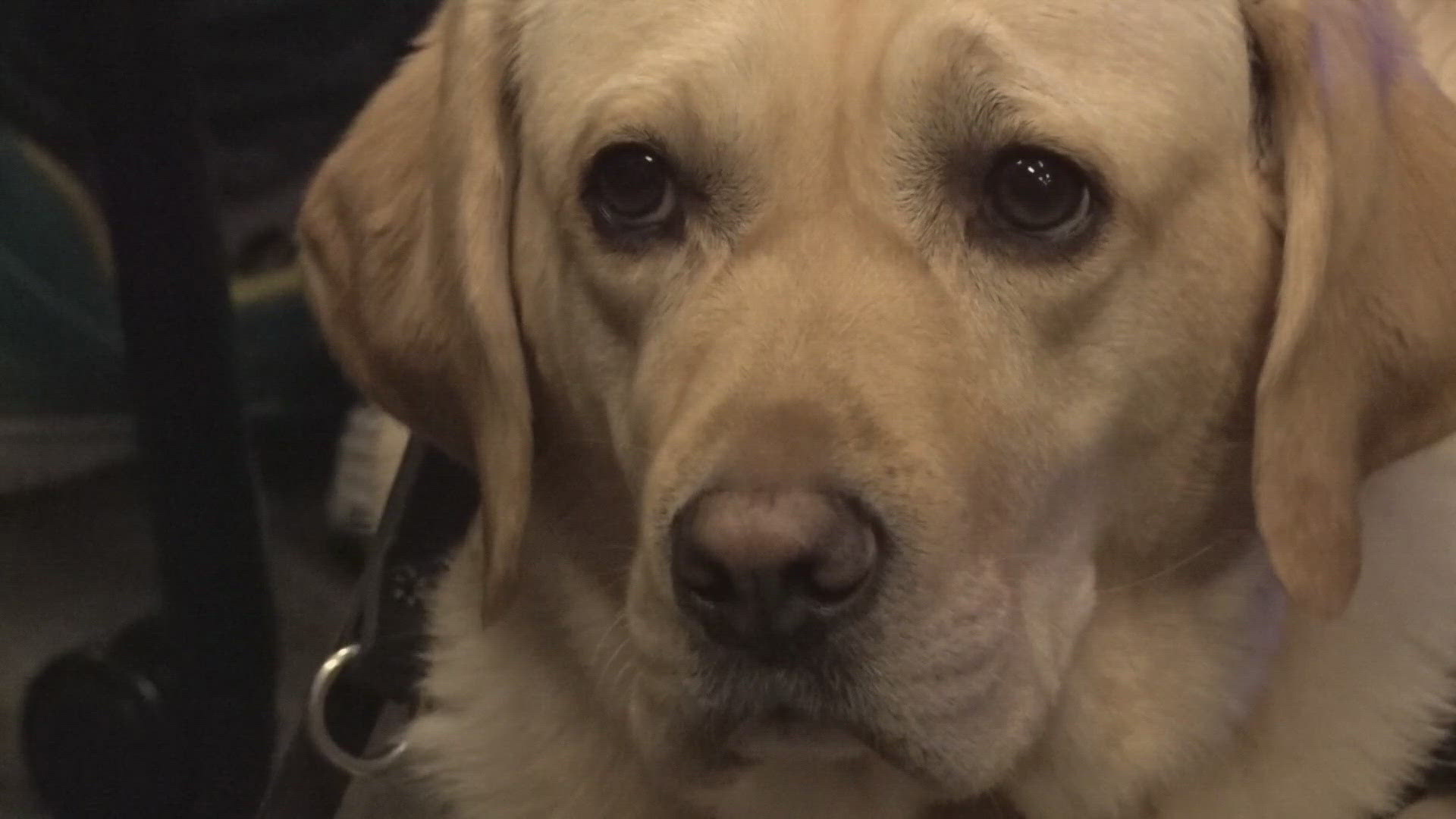 Oftentimes, therapy dogs are used in hospitals, nursing homes, and schools, among other settings.