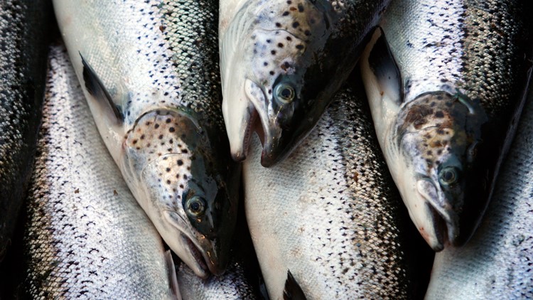 Last wild Atlantic salmon can survive Maine dams, feds say