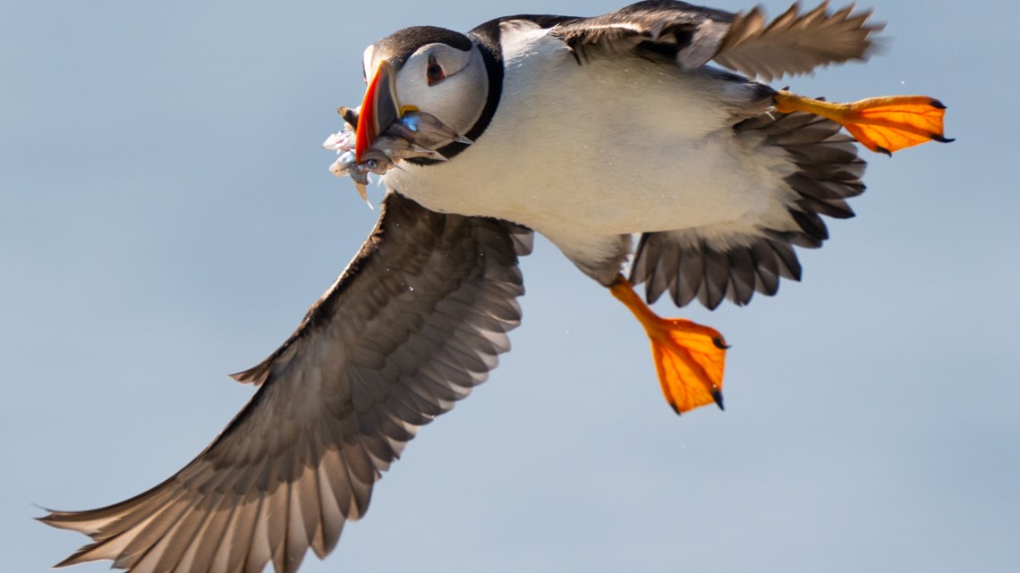A bellwether of climate change, puffins are struggling to survive