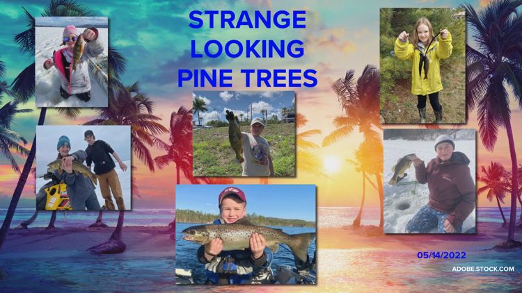 Big Ol' Fish: Strange Looking Pine Trees