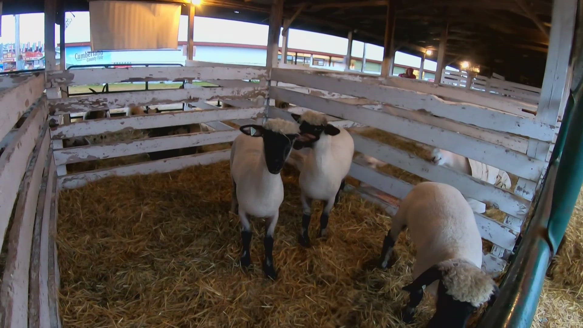 It's a rainy day for the fair, but it's a season so many look forward to here in Maine. The Fryeburg Fair kicks off Sunday, and the Cumberland Fair is well underway.