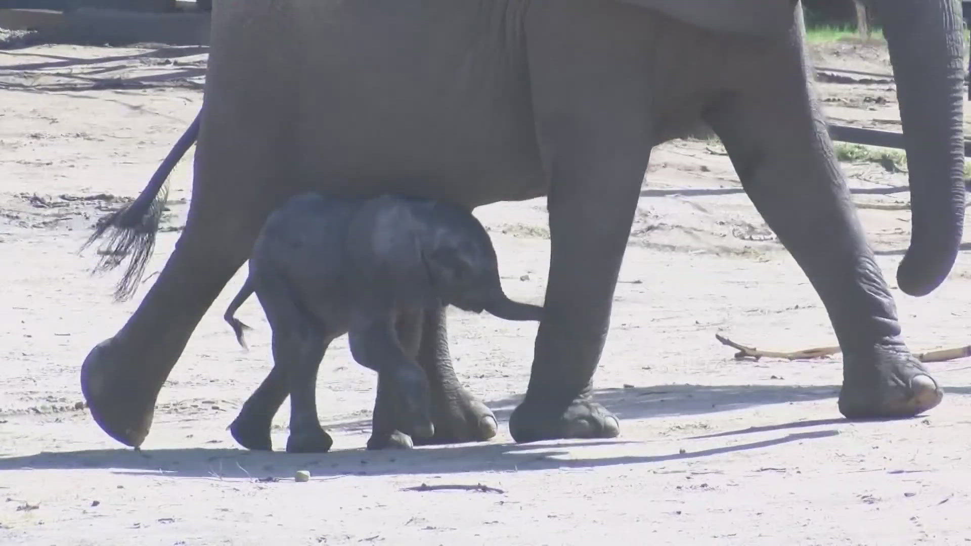 Two baby African elephants were the result of a breeding program at the zoo. 