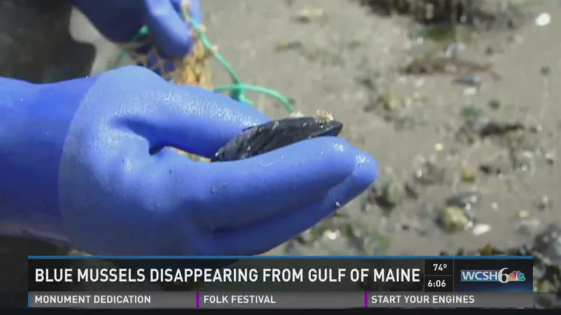 Blue mussels disappearing from Gulf of Maine
