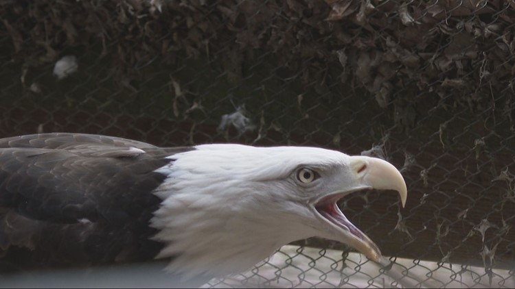 Two Maine bald eagles test positive with avian flu