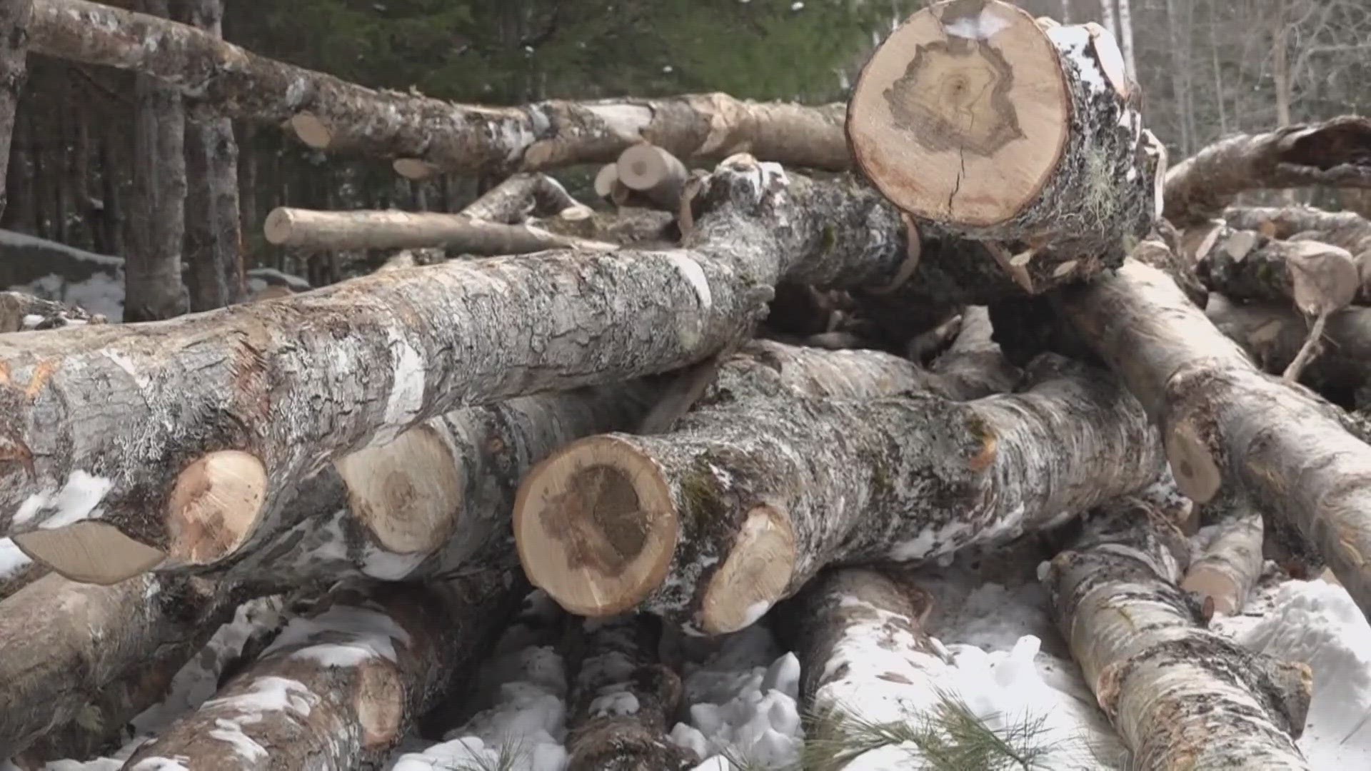 Timber harvesting happens every day in Maine, supplying the raw materials for everything from cabinets to tissue paper.