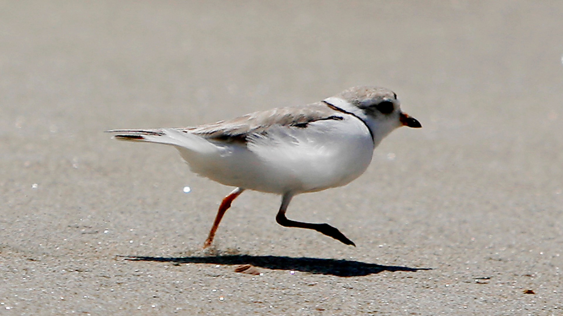 Record numbers of piping plovers recorded on Maine beaches