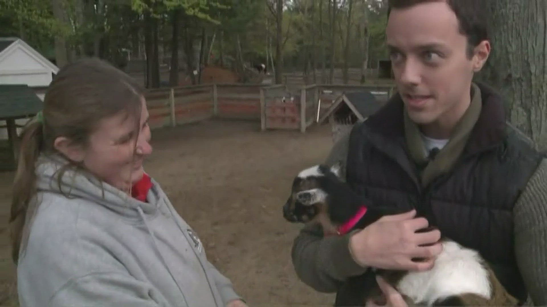 Friendship forms between NEWS CENTER's Cory Froomkin and a baby goat at Smiling Hill Farm in Westbrook