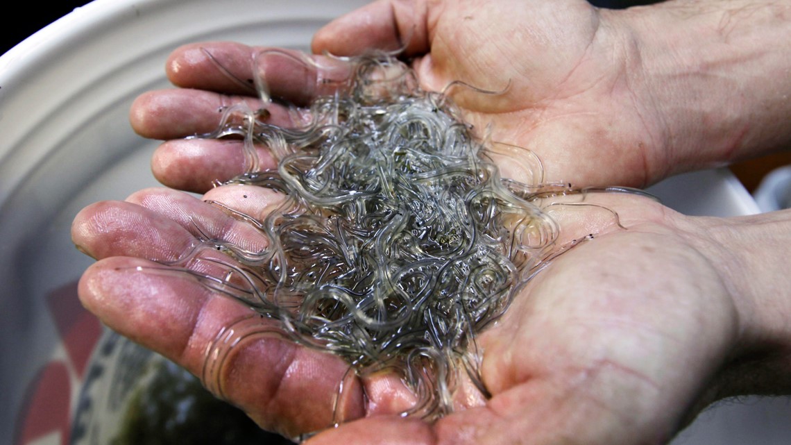 Deadline nears for Maine’s 2026 elver fishery lottery