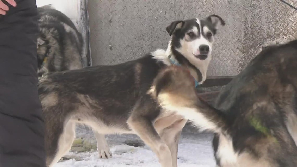 The 30th Annual CanAm Crown International Sled Dog Races kick off in