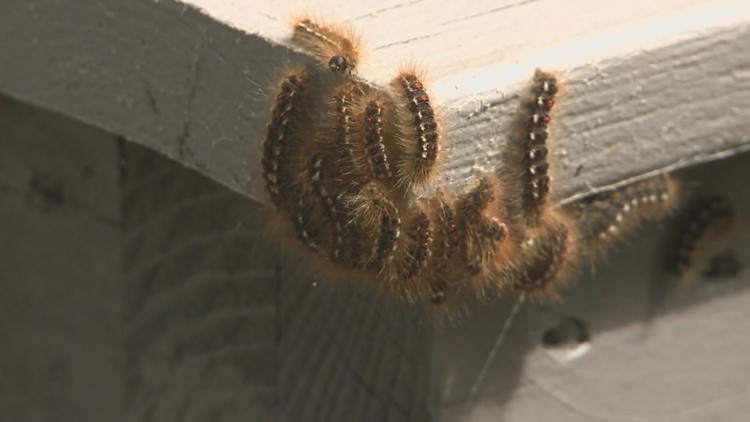 Climate change likely worsening spread of browntail moths