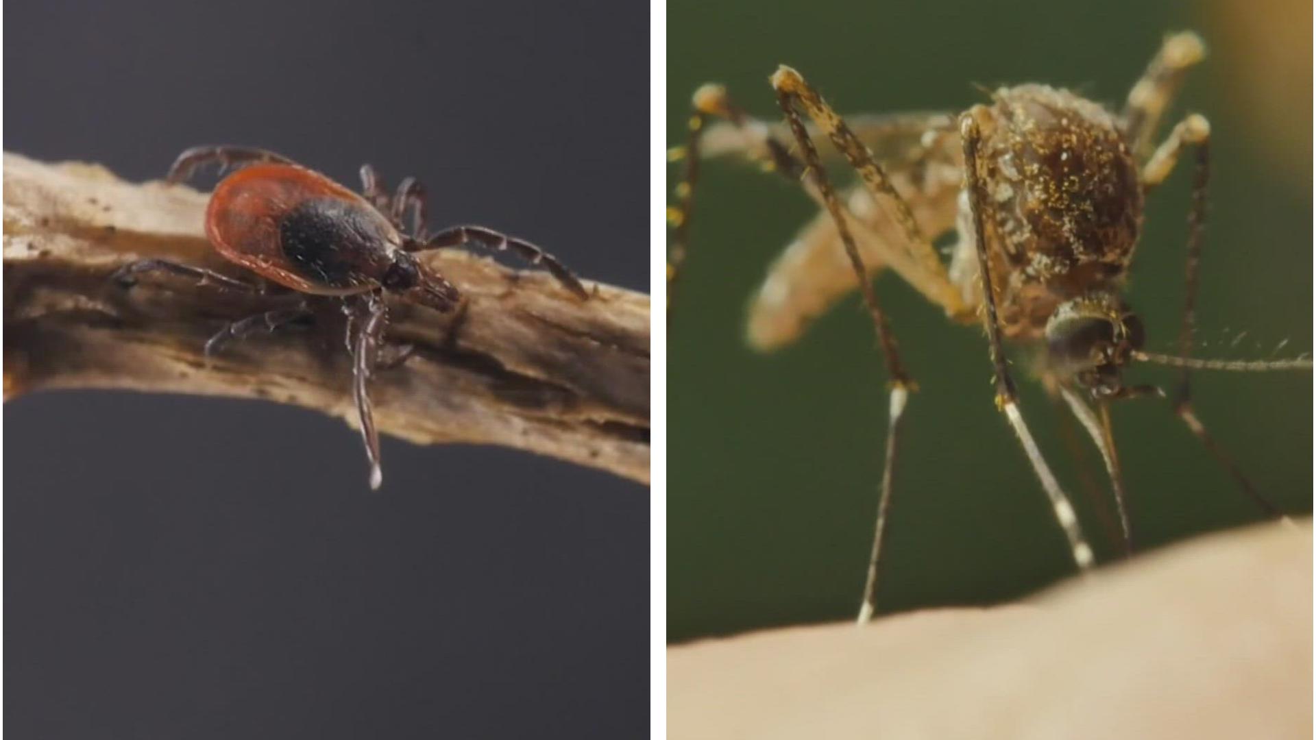 There are no specific treatments for either Powassan or West Nile virus; care focuses on managing symptoms and complications, the Maine CDC said.