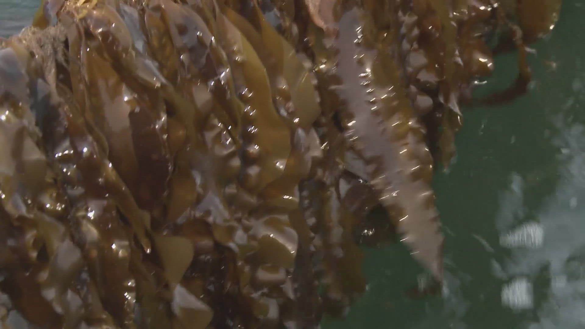 The conference in Portland is expected to welcome more than 300 people from all around the world to talk about how to grow the seaweed industry.