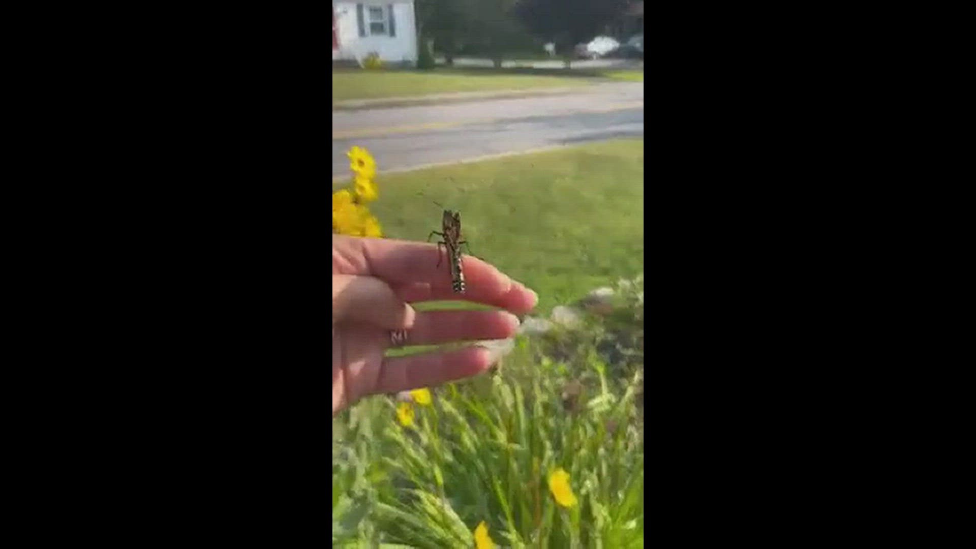 This beautiful monarch just hatched and is still getting her wings ready for flight!
Credit: Robyn Kulakowski