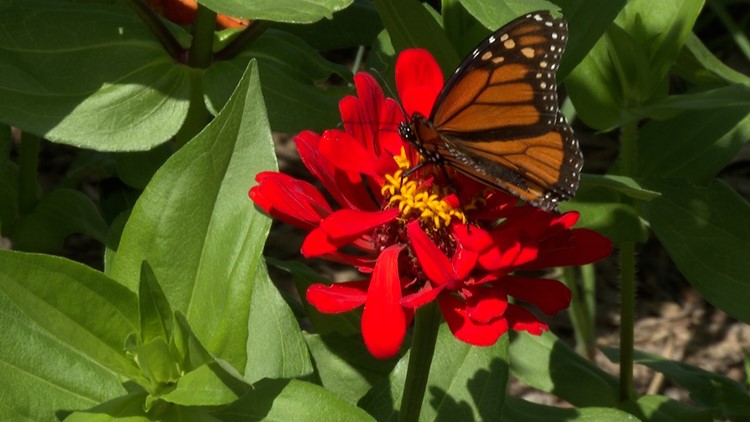 Two Mainers raise endangered monarch butterflies