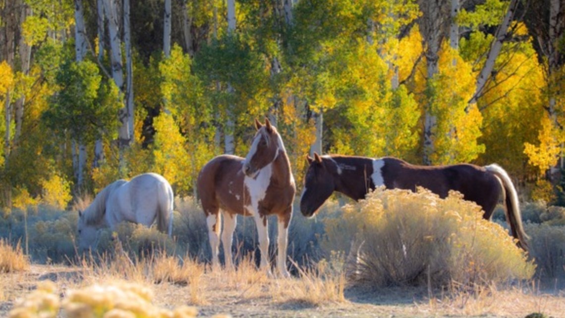 An update on mustangs rescued from Maine now living in Oregon - Vimarsana News