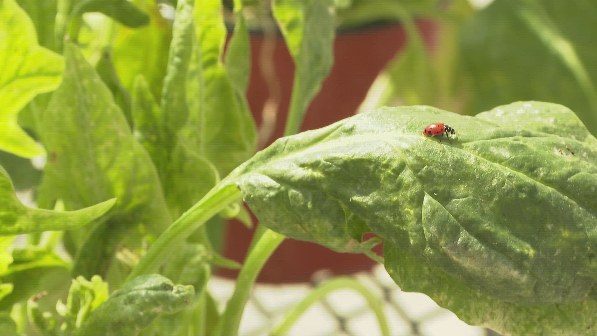 The UNH research looked deeper at what planting practices attract certain species that eat aphids.