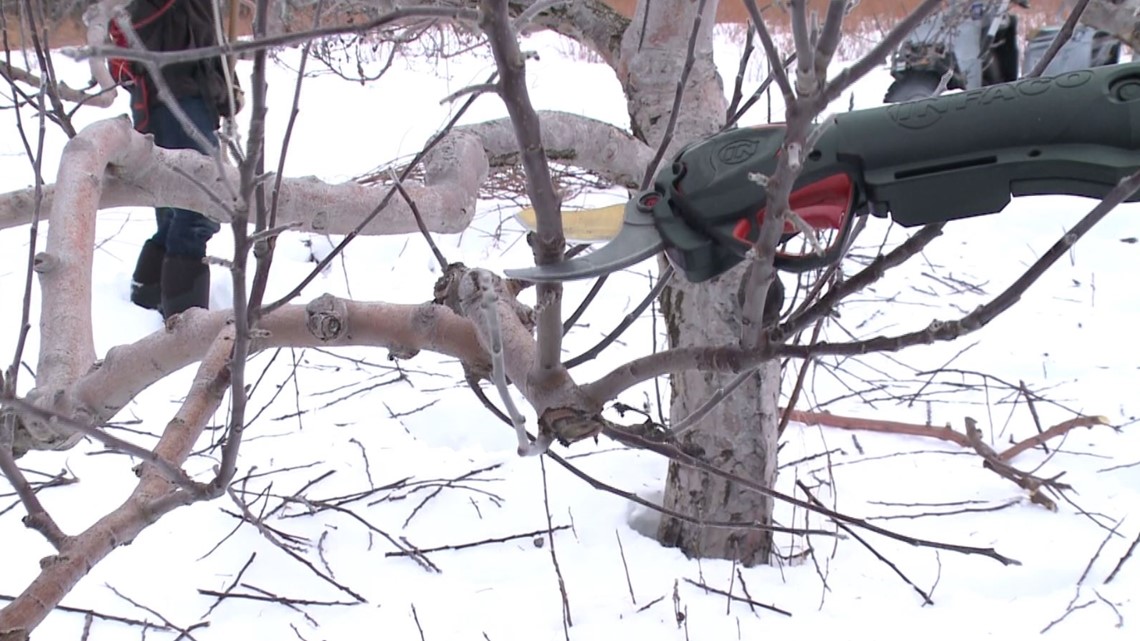 How to prune fruit trees for maximum fruit production | newscentermaine.com