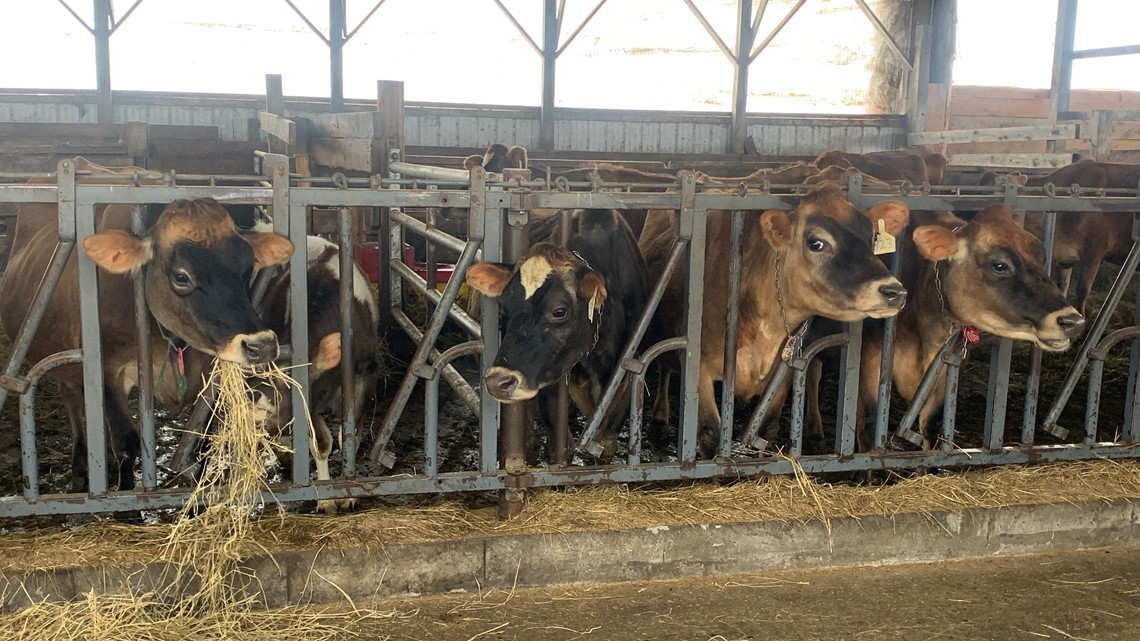 Maine dairy farm emerging from 'forever chemical' nightmare