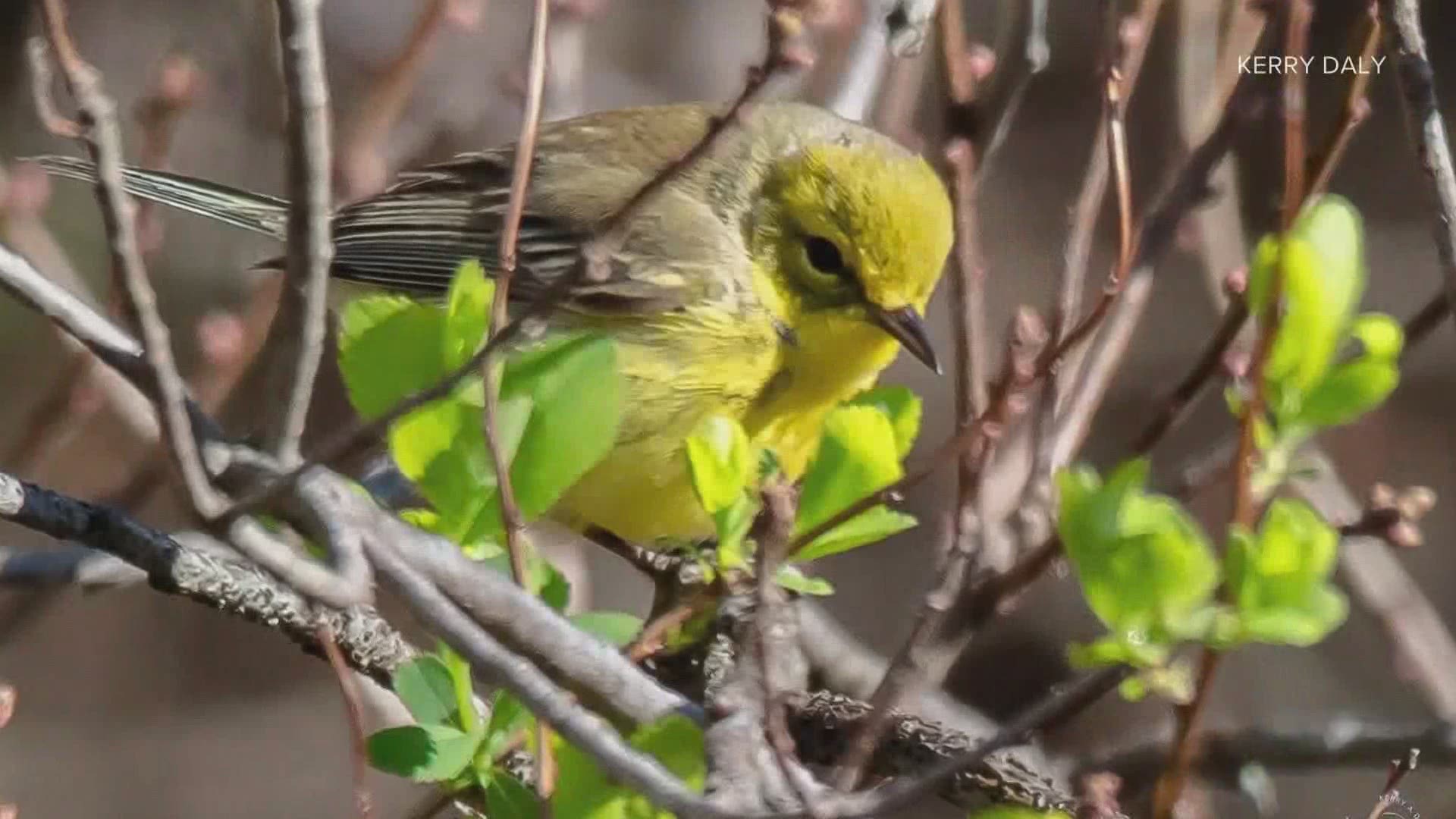 If you're not bird obsessed maybe you should me. Dan Gardoqui says listening to birds can help us connect with nature, be more mindful, and has health benefits.
