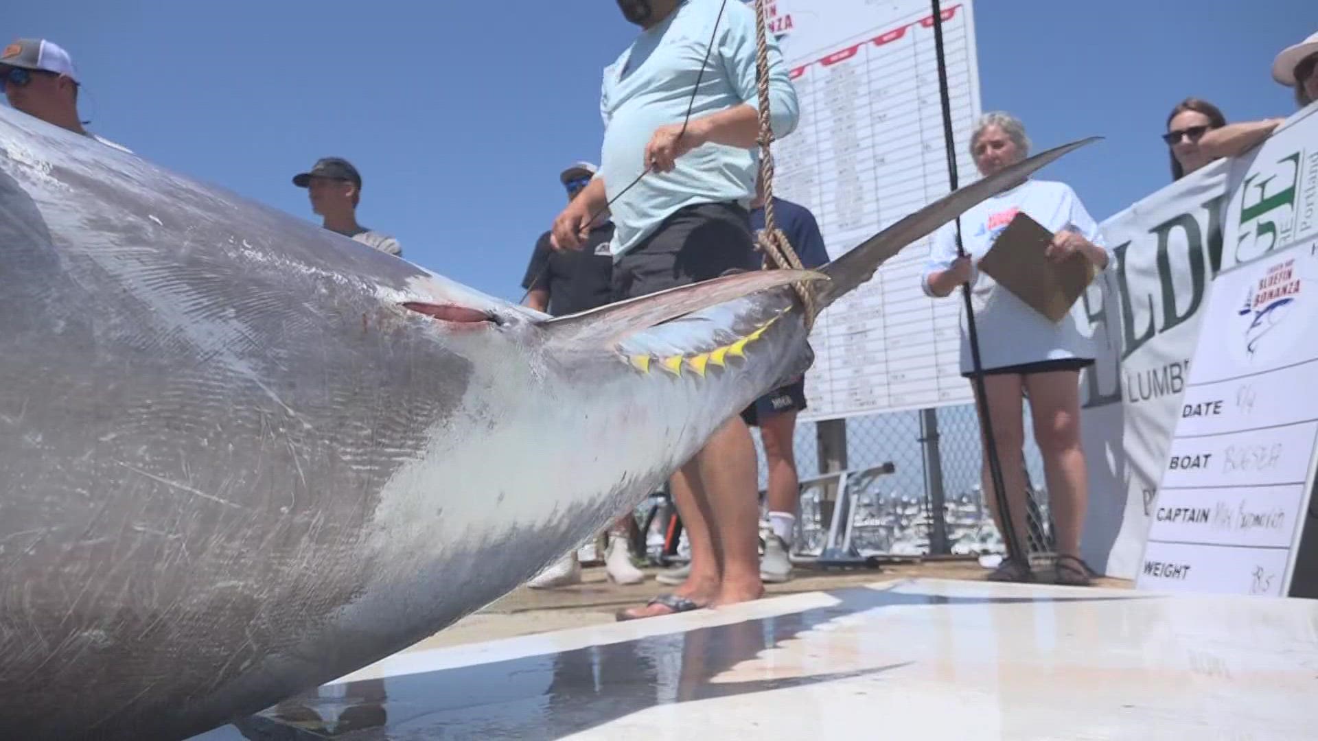 Casco Bay Bluefin Bonanza hosted its fourth tuna derby in South Portland this August, bringing in huge fish and huge cash for local school trade programs.