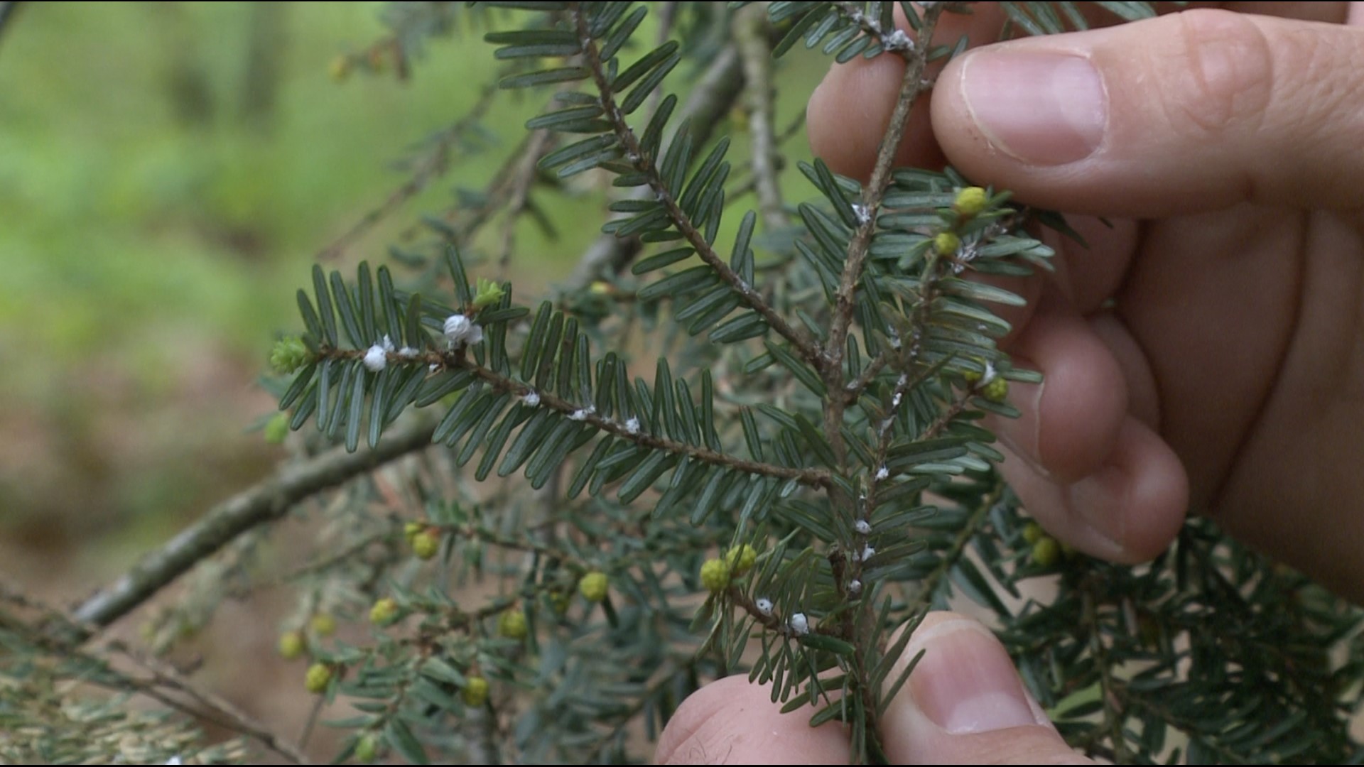 Gardening with Gutner goes into the woods to learn what is attacking Maine's trees.