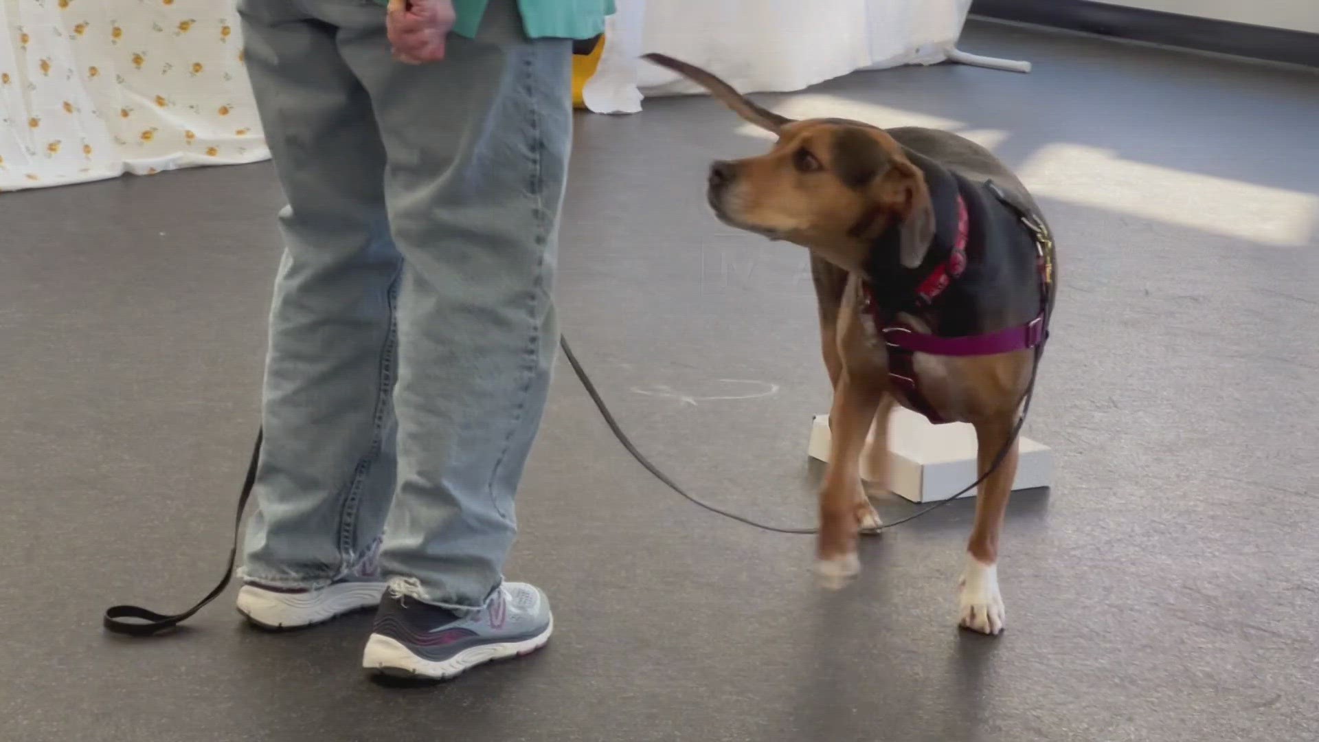 Five dogs are taking part in a nationwide study organized by Texas Tech and Virginia Tech researchers to see if dogs have the ability to detect invasive species.