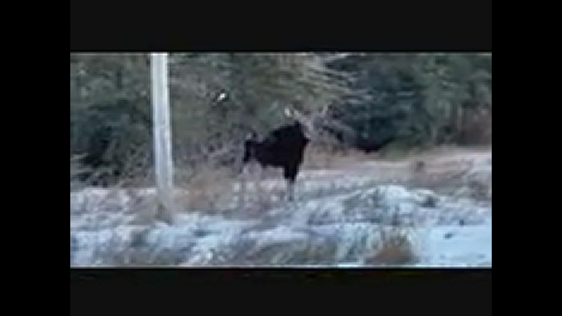 Moose meeting in Rangeley, ME on 01/11/2022
We called him Marty.
Conny&Jon :-)