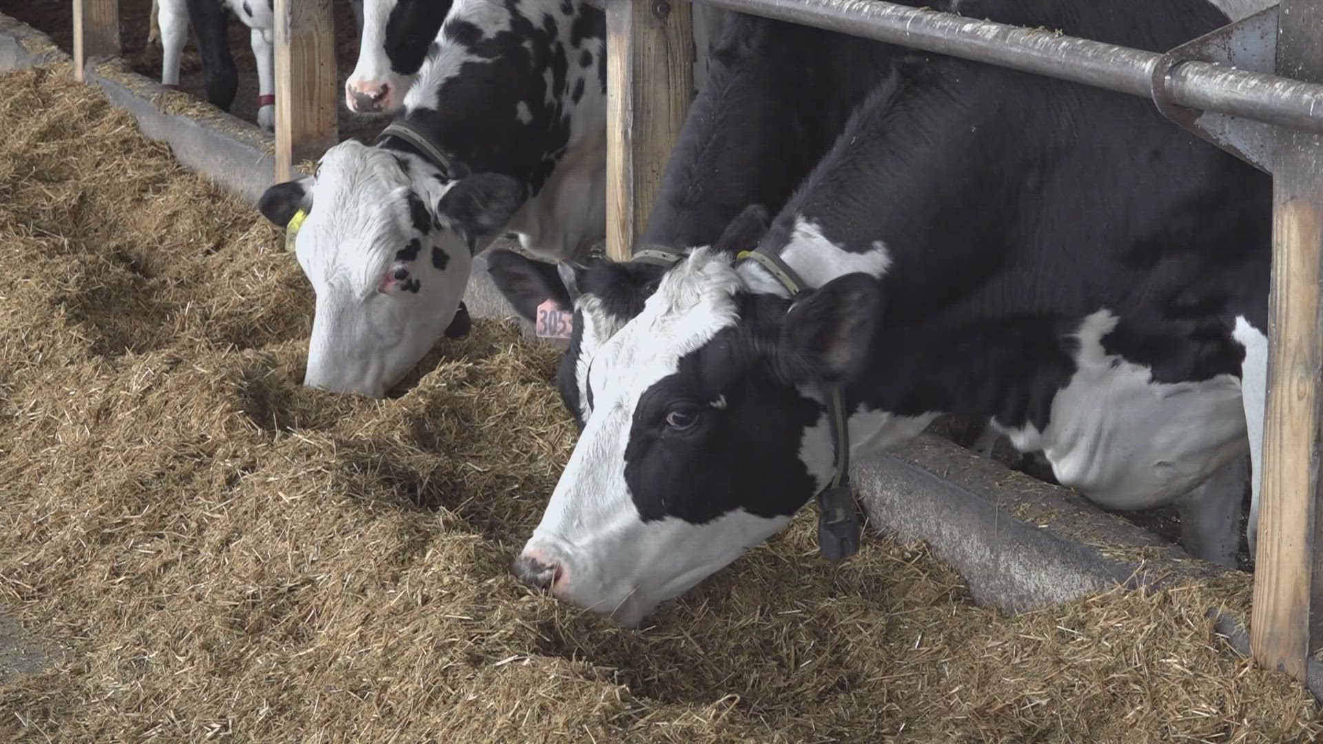 The Maine Dairy Industry Association and Eastern Maine Development Corporation, which is based in Bangor, are teaming up on the effort. 