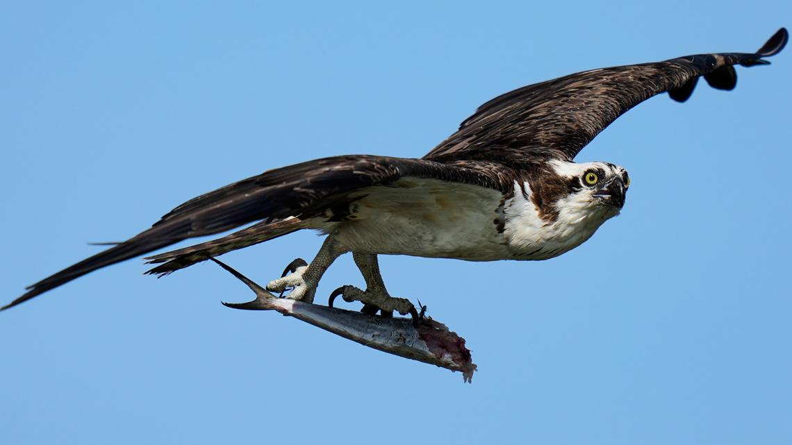 Osprey came back from the brink once. Now chicks are dying in nests. Some blame overfishing.