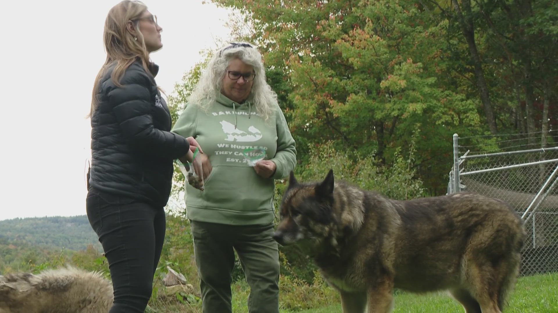 Wolves of Maine Sanctuary takes in wolf hybrids, giving them the space they need to live a healthy life.