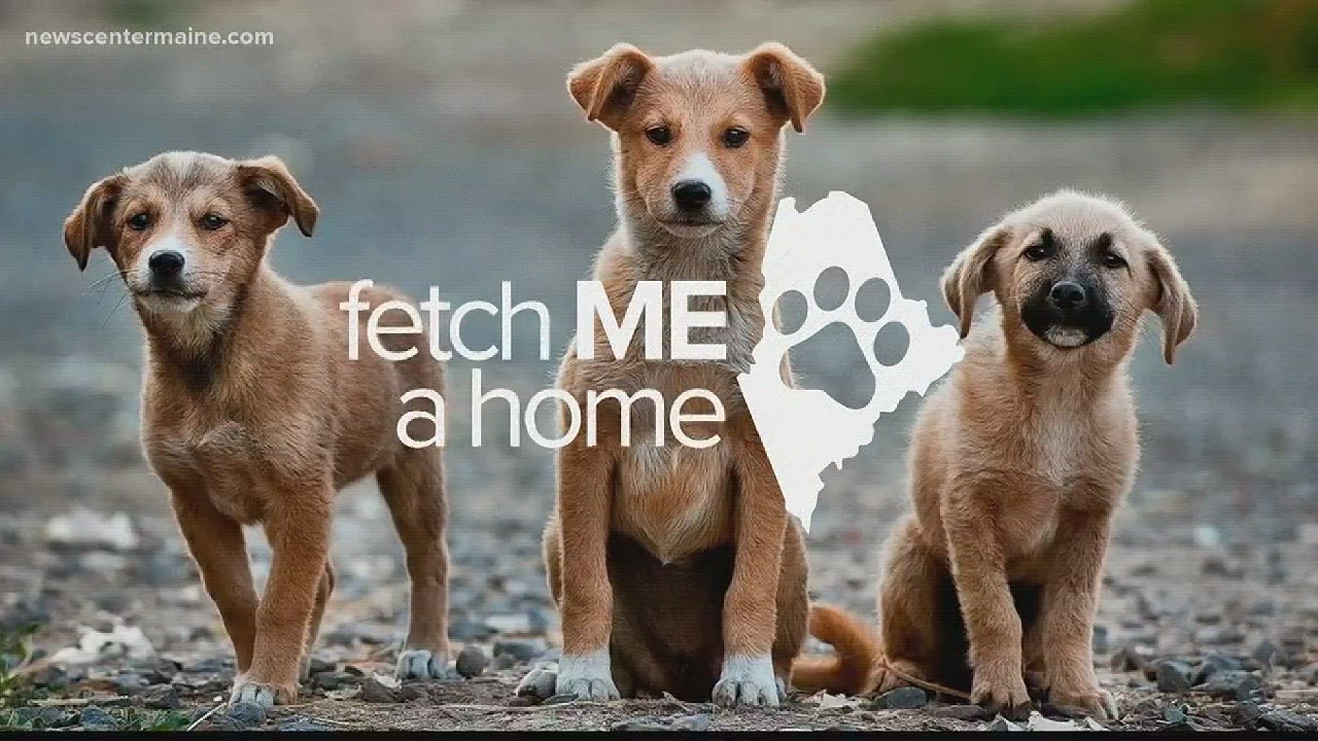 Fetch ME a Home 2/10/18