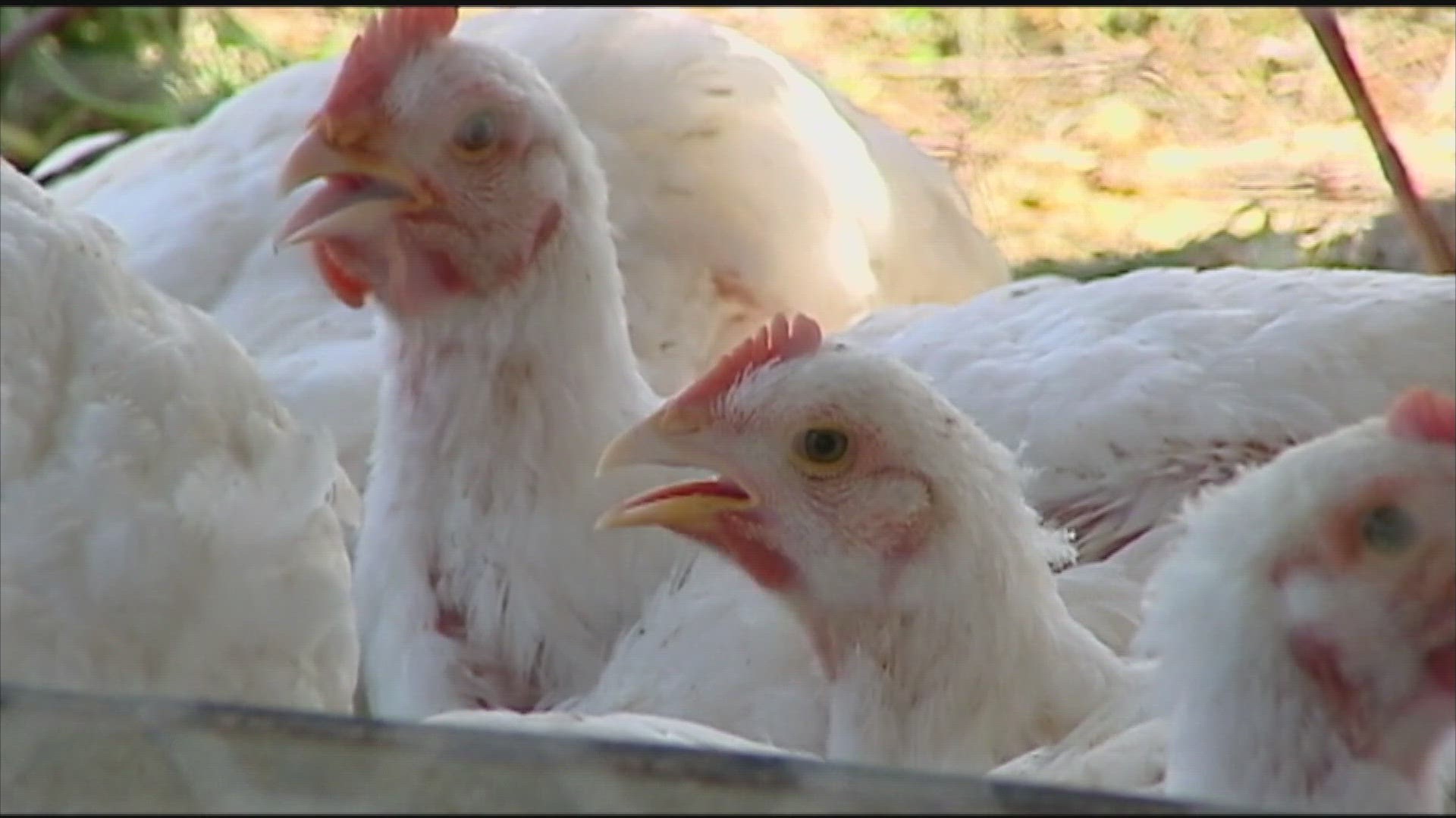 Senator Angus King (I-Maine) has introduced the Acre Act, which would provide low-interest loans to home and farm owners.