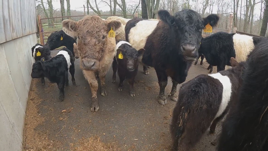 New calves to greet the public at midcoast farm | newscentermaine.com - Vimarsana News