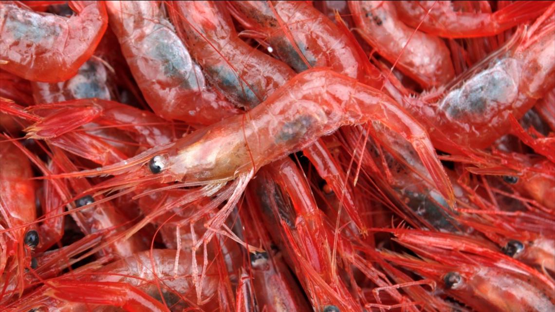Ban on shrimp fishing in New England to continue for at least three more years