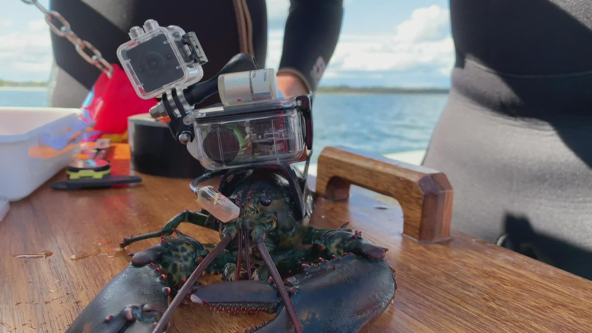 Scientists at Wells Reserve are learning more about lobsters through devices that monitor their heart rate, temperature, light, and how often they eat in the wild.
