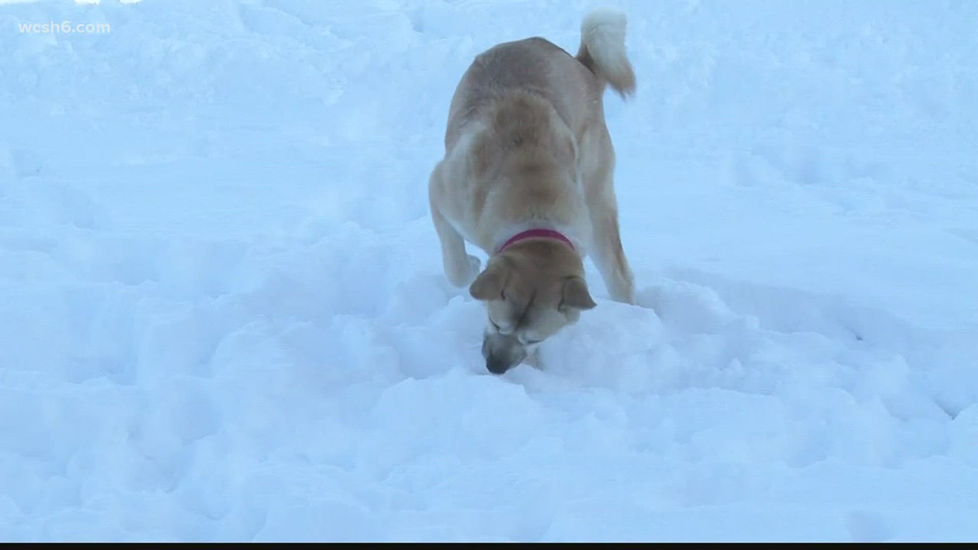 Protecting Animals In Frigid Weather