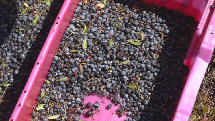 Maine wild blueberry farms prepare for annual celebration of the crop