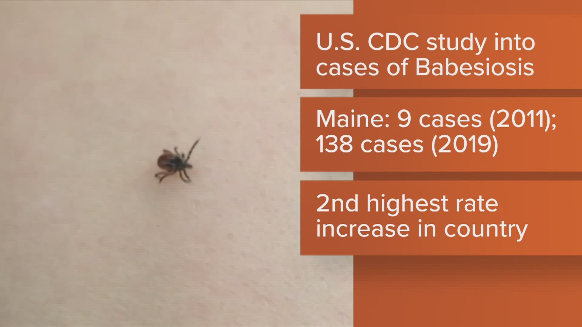 A new study by the U.S. CDC found the rate of tick-borne parasitic disease Babesiosis has jumped higher in Maine than in all other states but Vermont.
