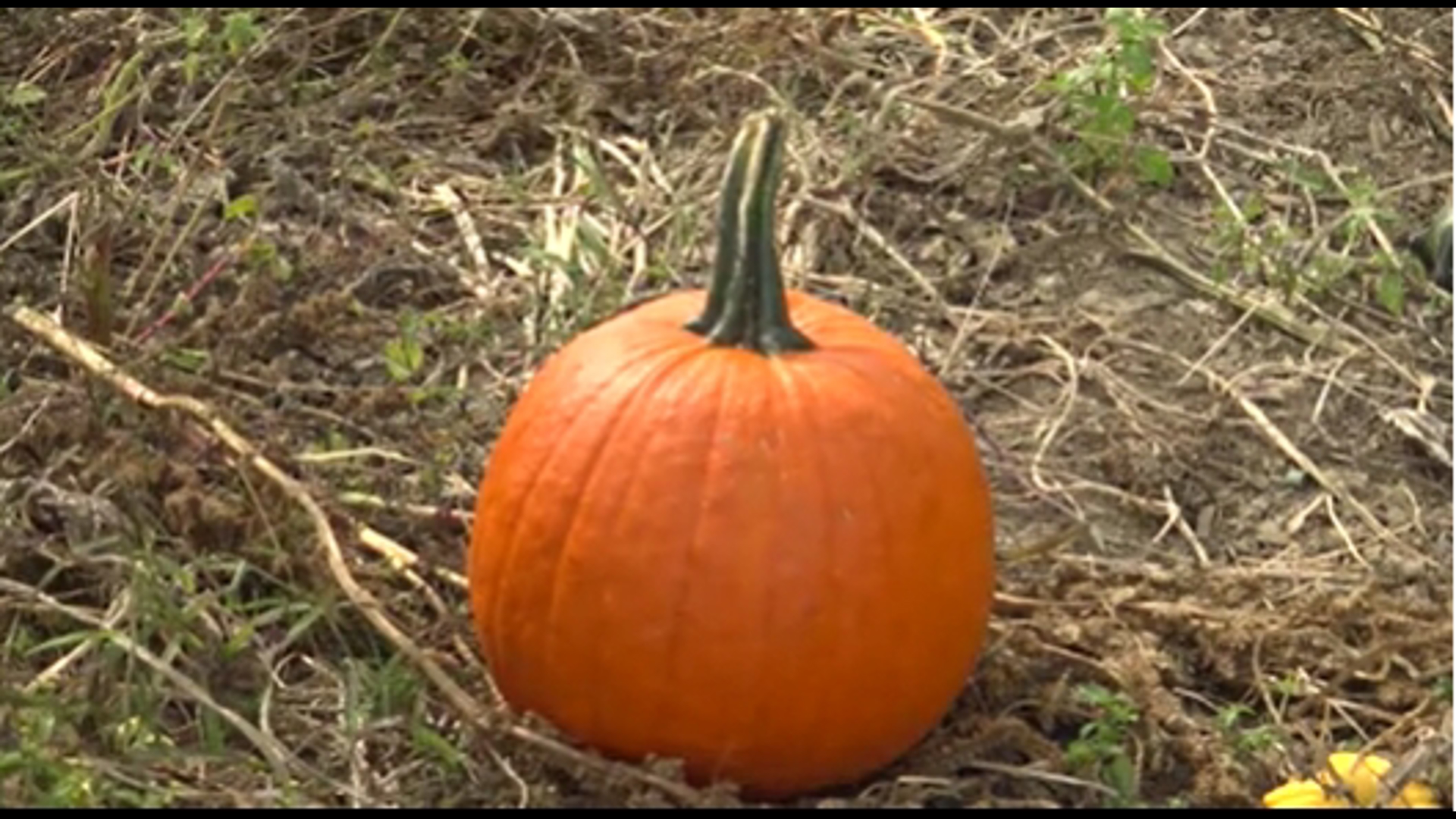 Maine pumpkin patches seeing comeback harvest
