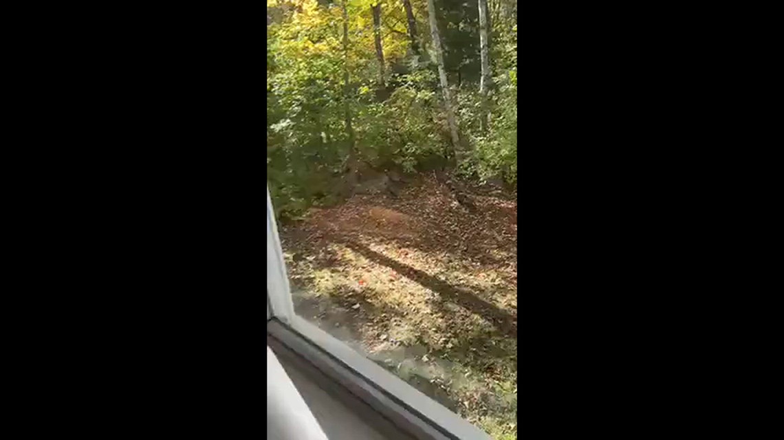 Turkeys going home for Thanksgiving