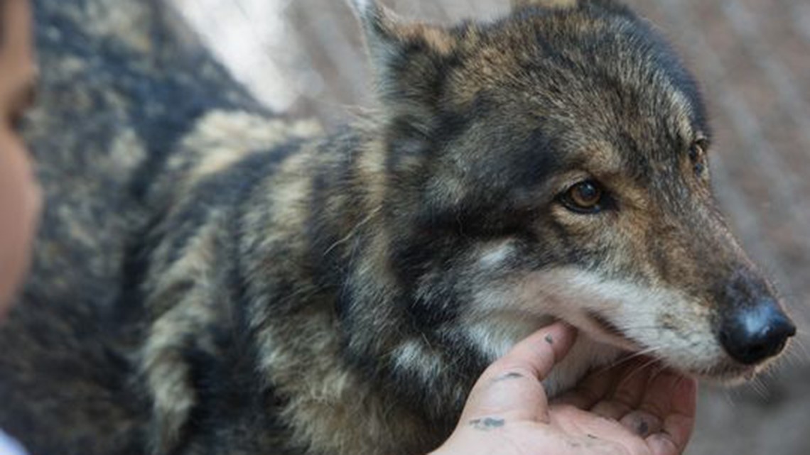 Is it a wolf? A hybrid? Mysterious furry creature shot in Montana |  