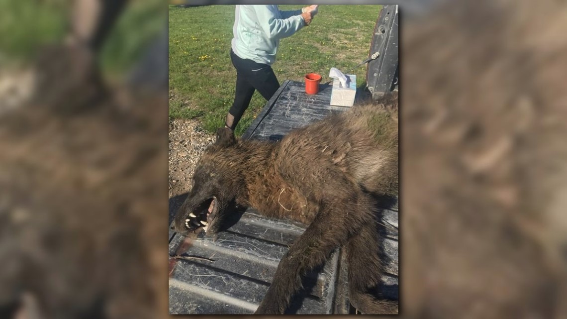 Is it a wolf? A hybrid? Mysterious furry creature shot in Montana ...