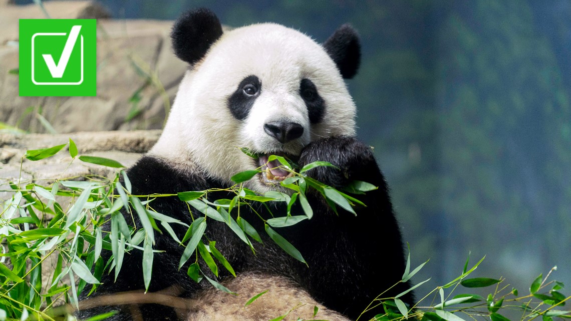 Pandas In U S Zoos Set To Return To China By End Of 2024   Ae56e38a 696c 4592 B838 0be0f16b7a86 1140x641 